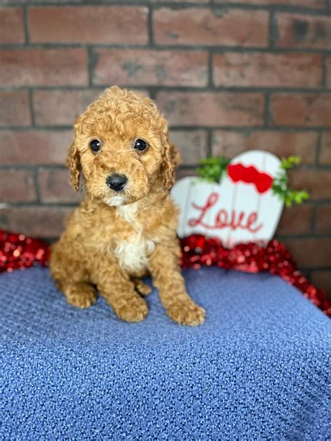 my doodle crush|mini goldendoodle new me.